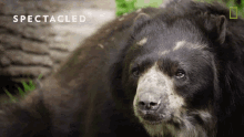 Looking Around Bears101 GIF - Looking Around Bears101 Spectacled GIFs