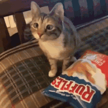 Cat Chips GIF - Cat Chips Crisps GIFs