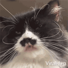 licking viralhog tongue out cat lick it