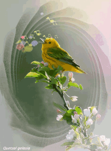 Green Bird GIF