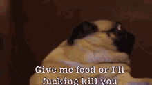 Food  GIF - Dogs Pug Pewdiepie GIFs
