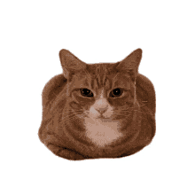 orange sponge cat cat