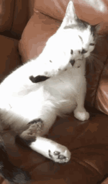 Cat Licking Cat Ww GIF