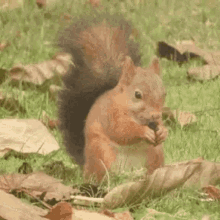 ecureuil animal animation animaux anime