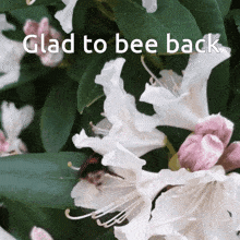Glad To GIF - Glad To Be GIFs