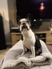 a black and white dog sitting on a blanket