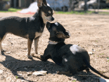 Dogs Chihuahua GIF