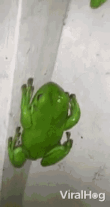 Frog Viralhog GIF - Frog Viralhog Hang GIFs
