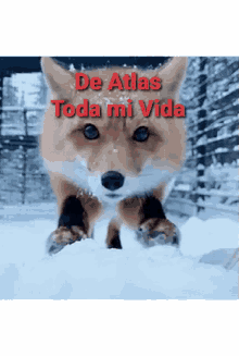 De Atlas Toda Mi Vida Fox GIF - De Atlas Toda Mi Vida Fox Snow GIFs