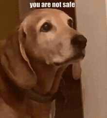 You Are Not Safe Dog GIF