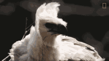 Eagle Eagles Have To Eat Too GIF - Eagle Eagles Have To Eat Too Turning Head GIFs