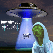 a picture of a cow being abducted by an ufo with the words boy why you so gog gog below it