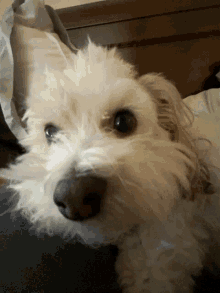 Dog Snoot GIF - Dog Snoot Dog Nose GIFs