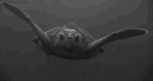 Turtles Swimming Turtle GIF - Turtles Swimming Turtle GIFs