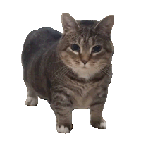 a gray and white cat standing on a white surface