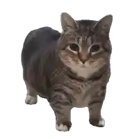 a gray and white cat standing on a white surface