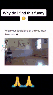 animal dog funny memes