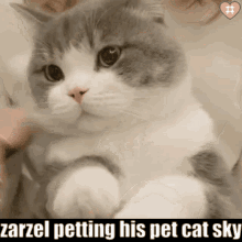 Zarzel Cat GIF - Zarzel Cat Sky GIFs