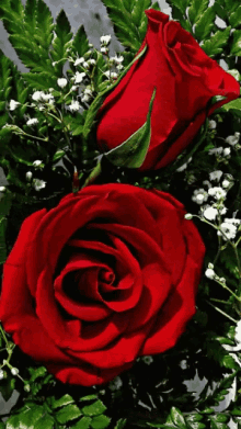 Buen Dia Flower GIF - Buen Dia Flower Red Roses GIFs