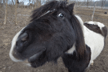 a close up of a black and white horse