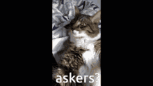 Askers Any Askers GIF - Askers Any Askers Who Asked GIFs