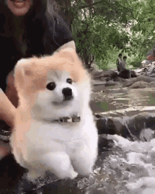 Swim Cute GIF - Swim Cute Dog GIFs