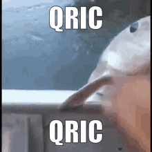 Qric Eric GIF - Qric Eric Ggt GIFs