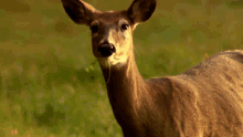 White Tail Deer Therian Therian GIF - White Tail Deer Therian White Tail Deer Therian GIFs