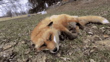 Finnegan Fox Finnegan The Fox GIF - Finnegan Fox Finnegan The Fox Save A Fox Rescue GIFs