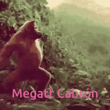 Megatt Cabron Monkey GIF