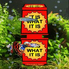 It Is What It Is Thats Life GIF - It Is What It Is Thats Life Oh Well GIFs