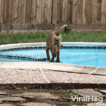 Fall Into The Pool Viralhog GIF - Fall Into The Pool Viralhog Slipped GIFs