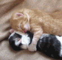 Kittens Yawn GIF