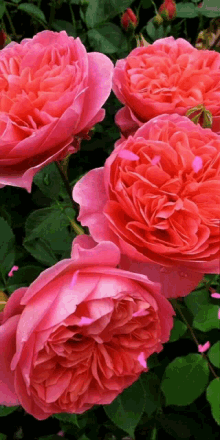 Dupla Rose GIF - Dupla Rose GIFs