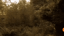 a dark forest with trees and ferns and a few birds