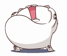 fatty cat