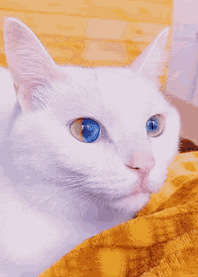 cat white cat heterochromia blue eyes green eyes