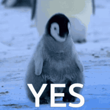 Yes Penguin GIF - Yes Penguin GIFs