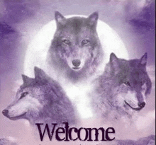 three wolves are standing in front of a full moon and the words welcome