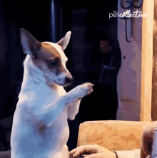 Please The Pet Collective GIF - Please The Pet Collective Begging GIFs