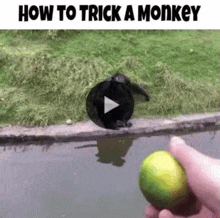 a person is holding a lime in front of a monkey that is jumping into the water .