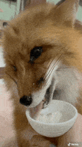 a close up of a fox eating from a bowl
