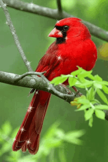 Cardinal Sparkle GIF - Cardinal Sparkle Good Morning GIFs