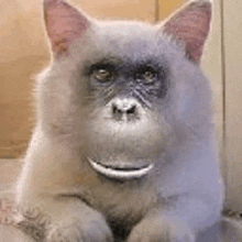 Cat Monkey Catmonke GIF