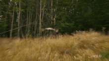 Fly Away Alaska Animal Rescue GIF - Fly Away Alaska Animal Rescue Taiger The Great Horned Owl GIFs
