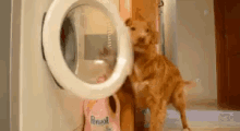 洗濯機　洗濯　犬　わんちゃん GIF - Laundry Machine Dog GIFs