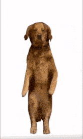 a dog is standing on its hind legs with its paws outstretched