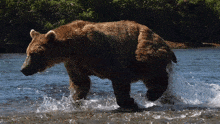 Splashing On The Water Bear GIF - Splashing On The Water Bear Robert E Fuller GIFs