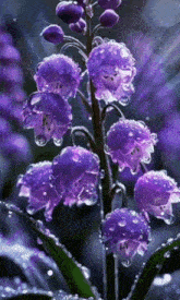 purple flowers with water drops on them in a garden