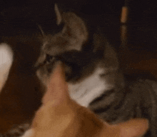 Cat Slap Cat Fight GIF - Cat Slap Cat Fight Cats GIFs